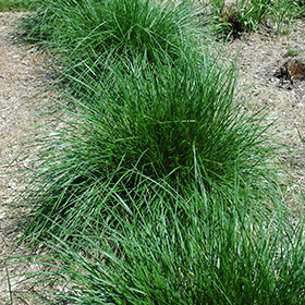 Tufted Hair Grass