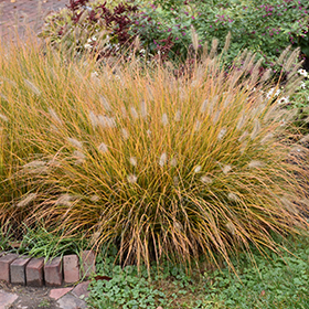 Fountain Grass