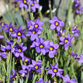 Blue-eyed Grass