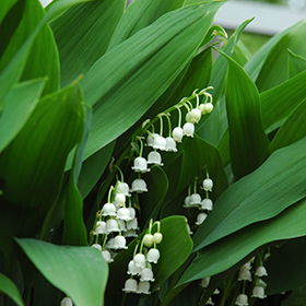 Lily Of The Valley