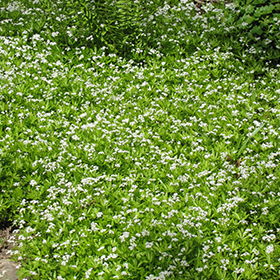 Sweet Woodruff