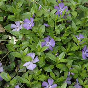 Vinca