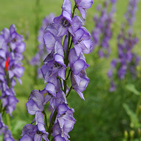 Monkshood