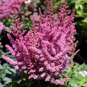 Astilbe