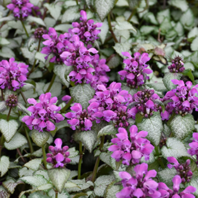 Dead Nettle