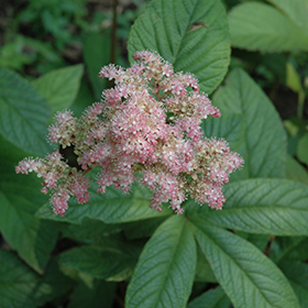 Rodgersia