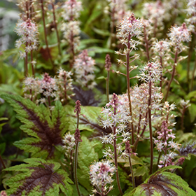 Foamflower