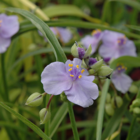 Spiderwort