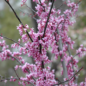 Deciduous Trees