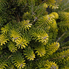 Fir