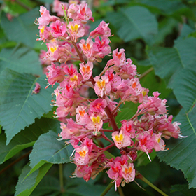 Horse Chestnut