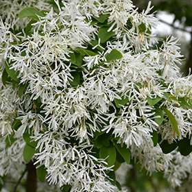 Chioanthus