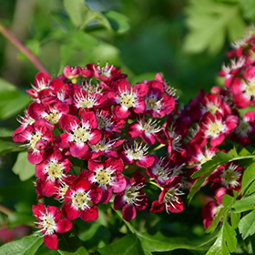 Hawthorn