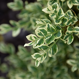 Broadleaf Evergreens