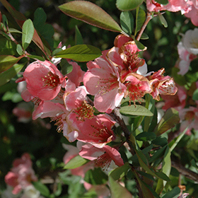 Flowering Quince