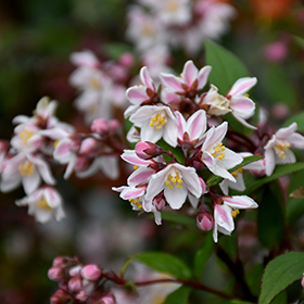 Deutzia