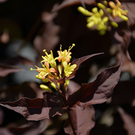 Bush Honeysuckle