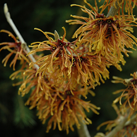 Witch Hazel