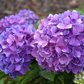 Hydrangea