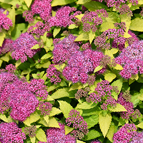 Spiraea