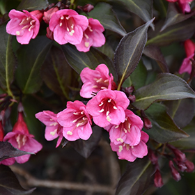 Weigela