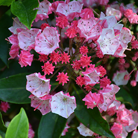 Mountain Laurel