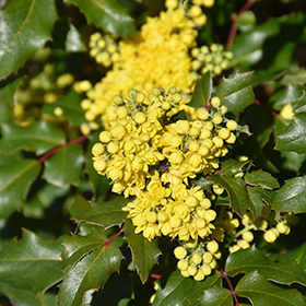 Mahonia