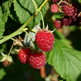 Edible Fruits