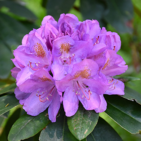 Rhododendrons