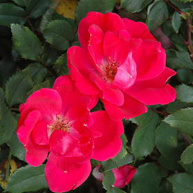 Knockout Roses