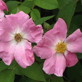 Rosa Rugosa