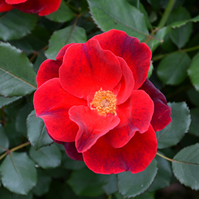 Shrub Rose