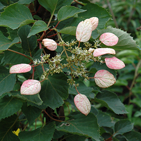 Japanese Hydrangea Vine