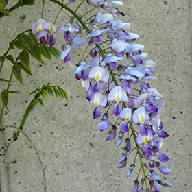 Wisteria