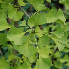 Ginkgo