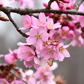 Flowering Cherry