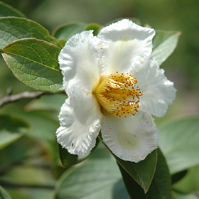 Stewartia