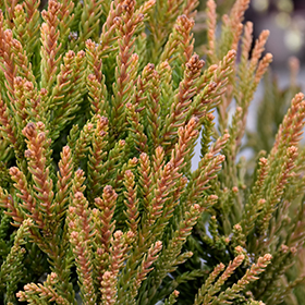 Japanese Cedar