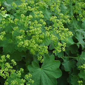 Lady's Mantle