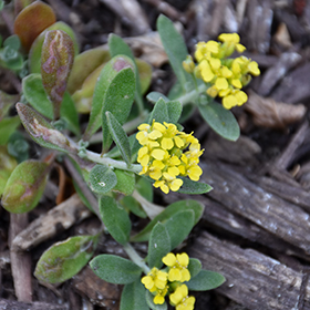 Alyssum