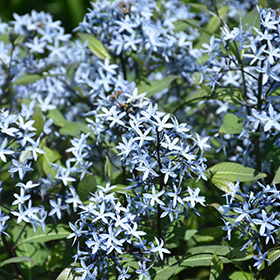 Blue Star