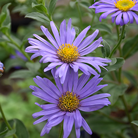 Aster