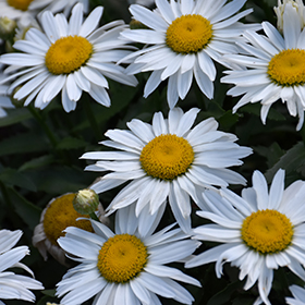 Chrysanthemum