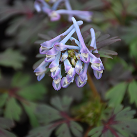 Corydalis