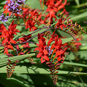 Crocosmia