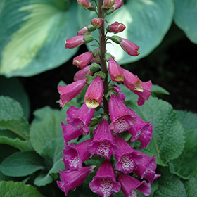 Foxglove