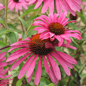 Echinacea