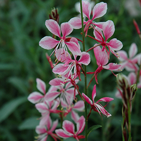 Gaura