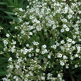 Baby's Breath