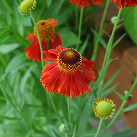 Sneezeweed